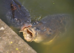 Karpfen fischen